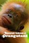 Nonton Film Secret Lives of Orangutans (2024) Terbaru Nonton Film Secret Lives of Orangutans (2024) Terbaru